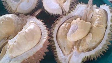 Pengembangan Sentra Durian, Pekalongan Siapkan Rp2,5 Miliar untuk Infrastruktur